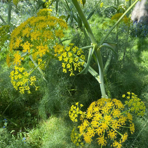 Flower Seeds, Seeds,Seeds For Planting,Plant Seeds