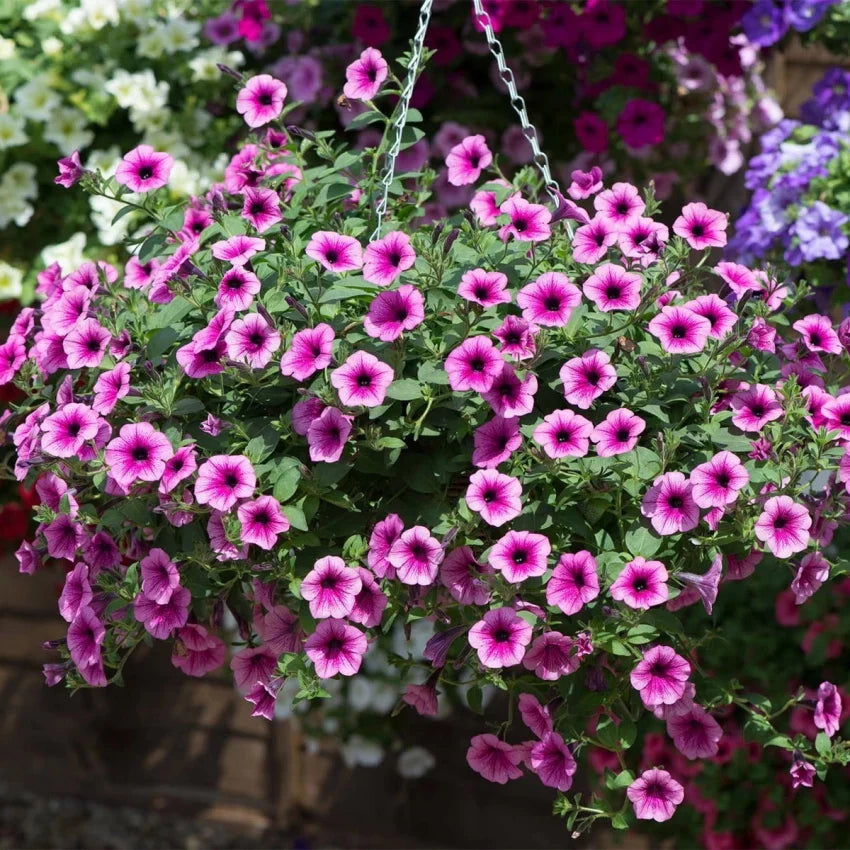 Flower Seeds, Seeds,Seeds For Planting,Plant Seeds