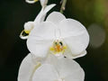 White Butterfly Orchid Flower Seeds for Planting – Easy-to-Grow Heirloom, Non-GMO, High Germination Garden Seeds