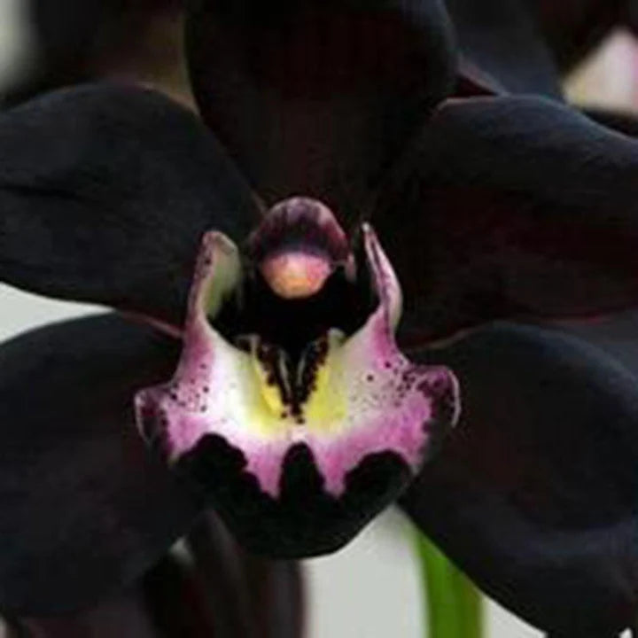 Black Cymbidium Faberi Flower Seeds for Planting – Heirloom, Non-GMO, Organic Garden Seeds