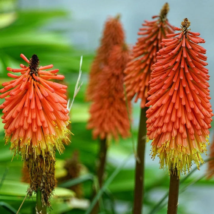 Flower Seeds, Seeds,Seeds For Planting,Plant Seeds