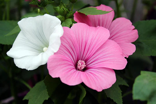 White Pink Lavatera Flower Seeds for Planting – Heirloom, Non-GMO, Long-Bloom Organic Garden Seeds