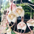 Heirloom Peach Monkey Face Orchid Seeds for Planting – Drought-Tolerant, Non-GMO, High Germination Organic Garden Seeds