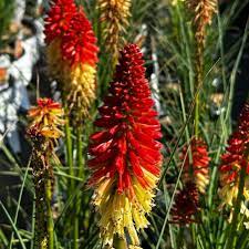 Fresh Caulescens Flower Seeds for Planting – Heirloom, Non-GMO, High Germination Organic Garden Seeds