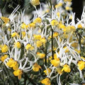 Mixed Nemesia Masquerade Flower Seeds for Planting – Heirloom, Non-GMO, High Germination Garden Seeds