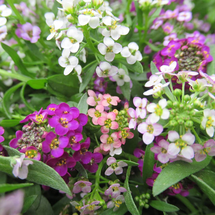 Flower Seeds, Seeds,Seeds For Planting,Plant Seeds