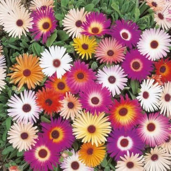 Mixed Ice Flower Seeds for Planting – Vibrant Colors, Heirloom, Non-GMO, High Germination Organic Garden Seeds