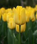 Yellow Tulip Flower Seeds for Planting – Heirloom, Non-GMO, Cottage Garden Essential