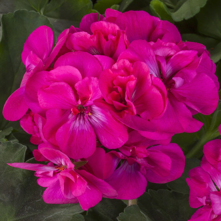 Flower Seeds, Seeds,Seeds For Planting,Plant Seeds