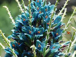 Flower Seeds, Seeds,Seeds For Planting,Plant Seeds