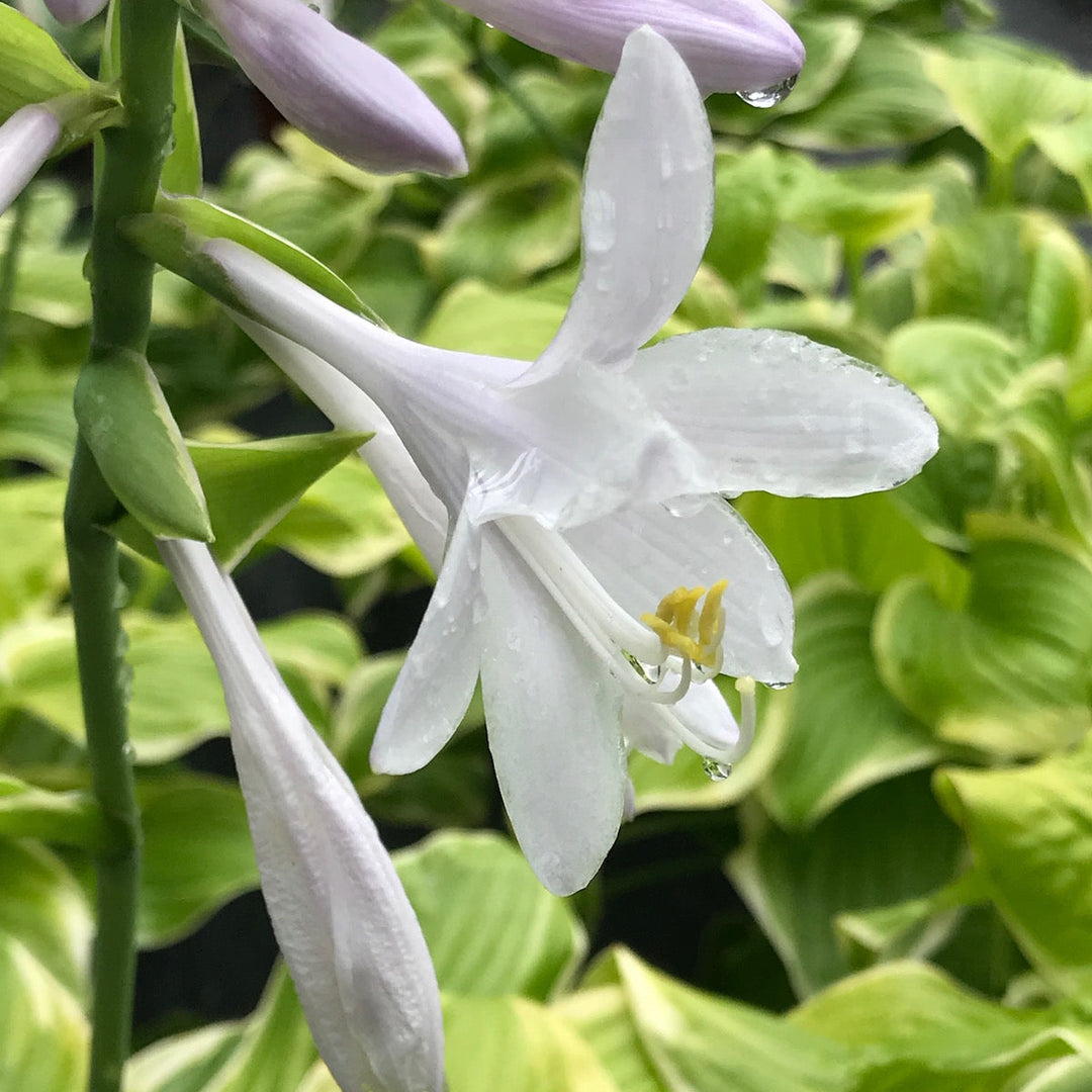 Flower Seeds, Seeds,Seeds For Planting,Plant Seeds