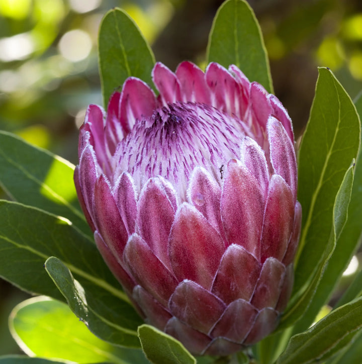 Flower Seeds, Seeds,Seeds For Planting,Plant Seeds
