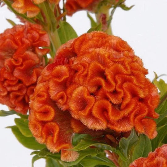 Orange Celosia Flower Seeds for Planting – Heirloom, Non-GMO, High Germination Organic Garden Seeds