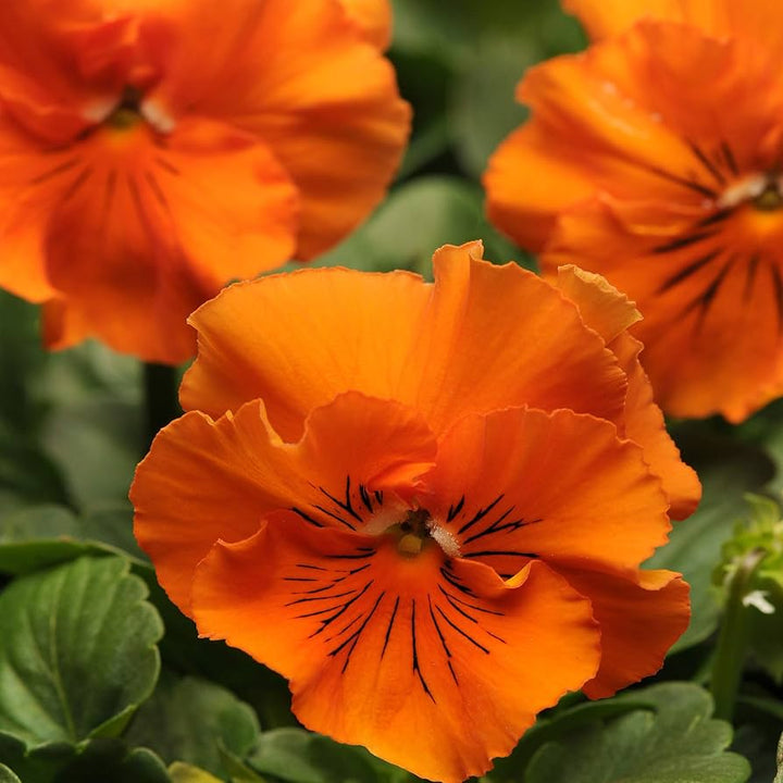 Flower Seeds, Seeds,Seeds For Planting,Plant Seeds