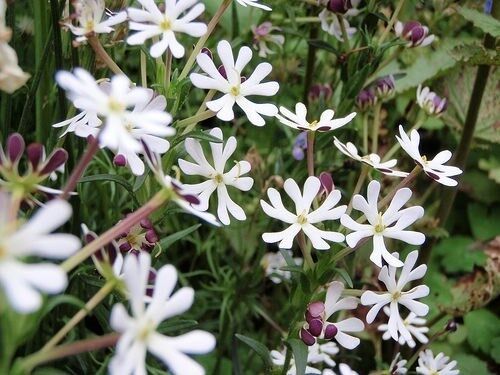 White Zaluzianskya Flower Seeds for Planting – Heirloom, Non-GMO, High Germination, Organic Garden Seeds