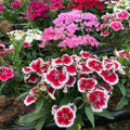 Pink White Dianthus Flower Seeds for Planting – Heirloom, Non-GMO Pollinator-Friendly Organic Garden Seeds