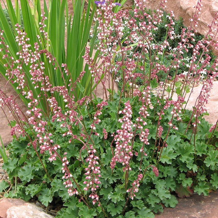 Flower Seeds, Seeds,Seeds For Planting,Plant Seeds