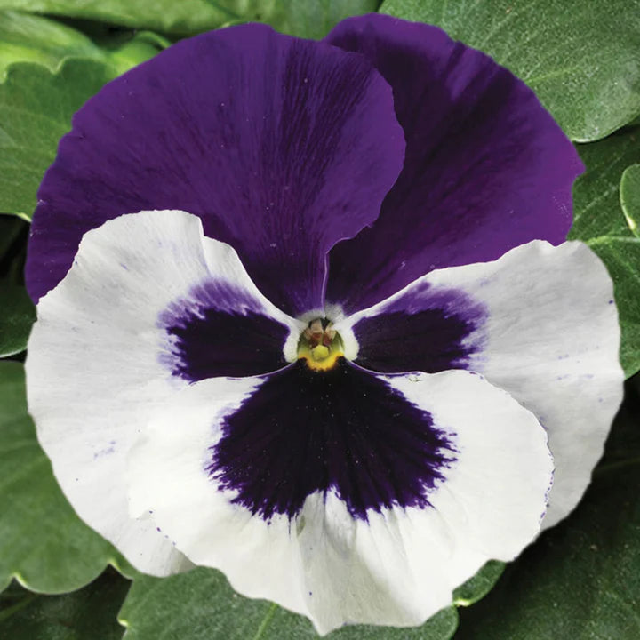 Purple White Pansy Flower Seeds for Planting – Heirloom, Non-GMO, High Germination Wildflower Garden Seeds