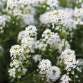 Lobularia Flower Seeds for Planting – Low-Maintenance Heirloom, Non-GMO, High Germination Garden Seeds