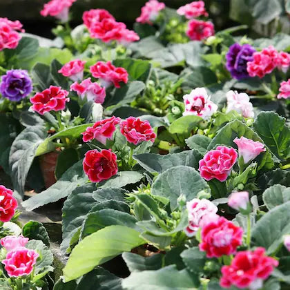 Mix Color Gloxinia Flower Seeds for Planting – Heirloom, Non-GMO Compact Organic Garden Seeds