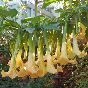 Flower Seeds, Seeds,Seeds For Planting,Plant Seeds
