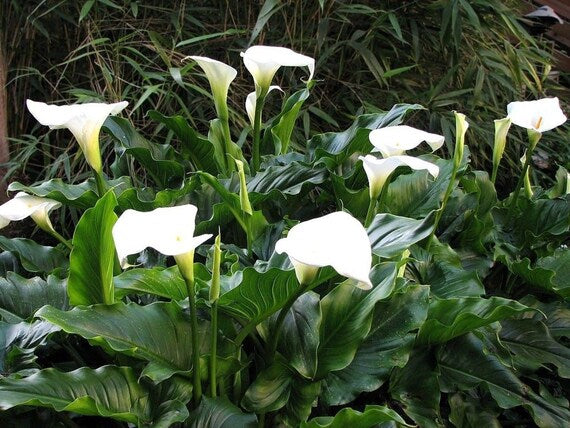 White Zantedeschia Aethiopica Flower Seeds for Planting – Heirloom, Non-GMO, High Germination Organic Garden Seeds