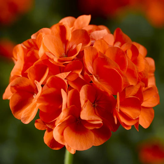 Pelargonium Orange Flower Seeds for Planting – Heirloom, Non-GMO, High Germination Garden Seeds
