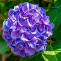 Violet Hydrangea Flower Seeds for Planting – Low Maintenance, Heirloom, Non-GMO, High Germination Organic Garden Seeds