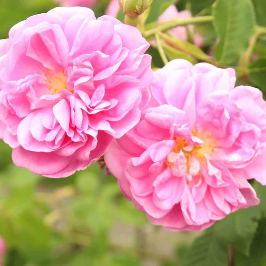 Rosa Damascena Flower Seeds for Planting – Heirloom, Non-GMO, High Germination Garden Seeds