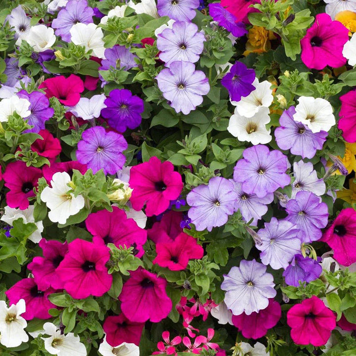 Flower Seeds, Seeds,Seeds For Planting,Plant Seeds