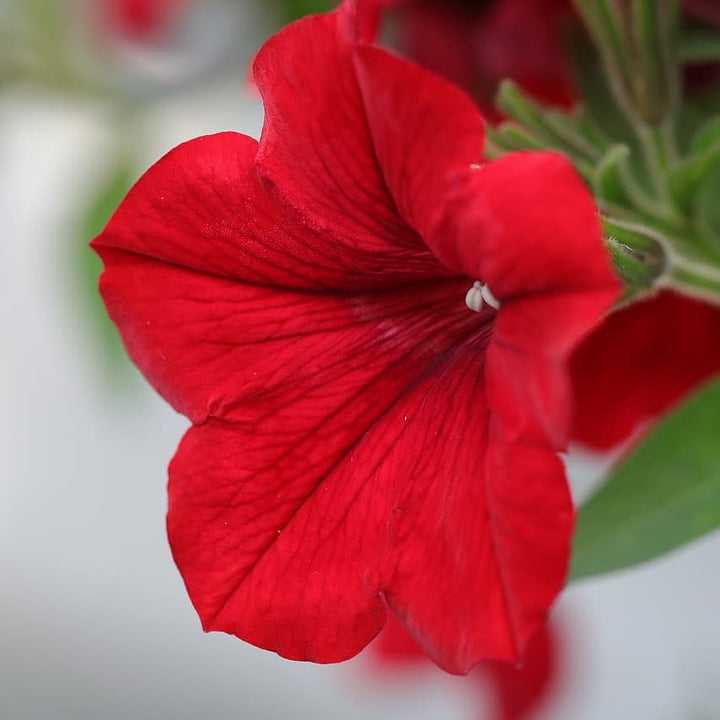 Flower Seeds, Seeds,Seeds For Planting,Plant Seeds
