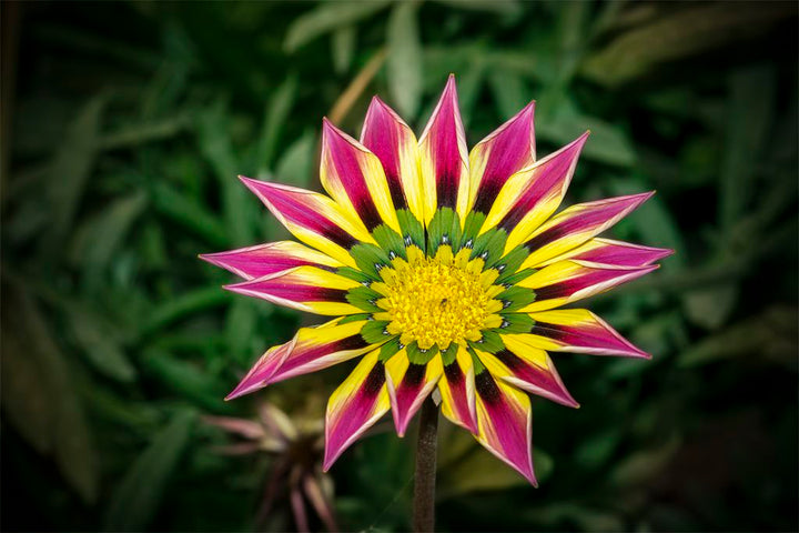Flower Seeds, Seeds,Seeds For Planting,Plant Seeds