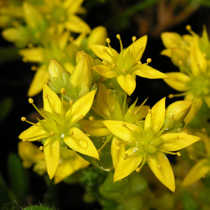 Flower Seeds, Seeds,Seeds For Planting,Plant Seeds