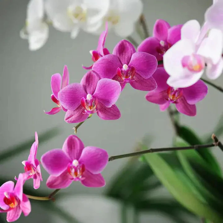 Mix Phalaenopsis Orchid Flower Seeds for Planting – Heirloom, Non-GMO Wildflower Organic Garden Seeds