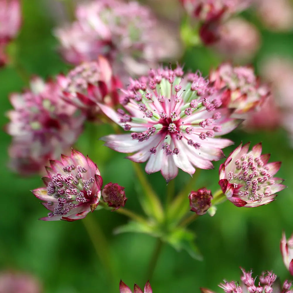 Flower Seeds, Seeds,Seeds For Planting,Plant Seeds