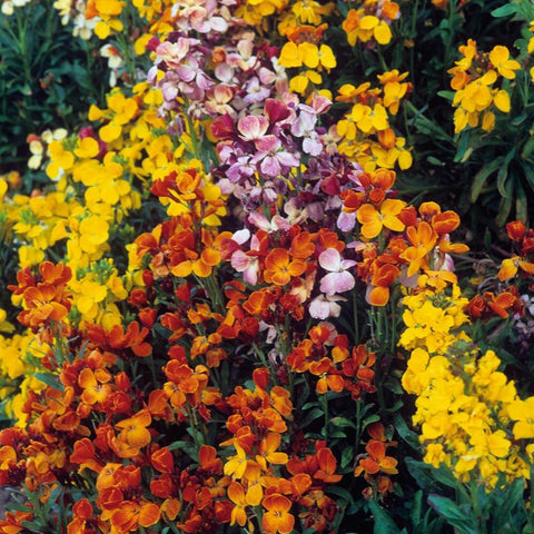 Flower Seeds, Seeds,Seeds For Planting,Plant Seeds
