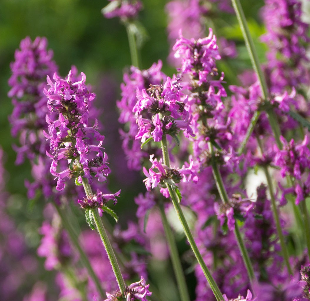 Flower Seeds, Seeds,Seeds For Planting,Plant Seeds