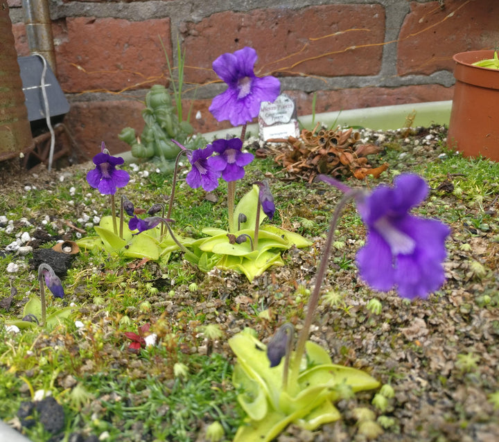 Blue Pinguicula Grandiflora Plant Seeds for Planting – Heirloom, Non-GMO, High Germination Organic Garden Seeds