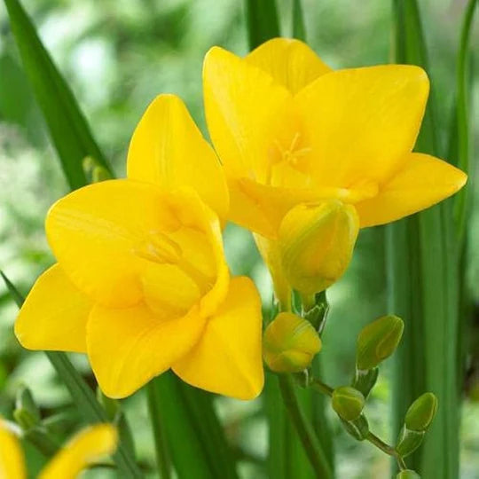 Yellow Freesias Flower Seeds for Planting – Heirloom, Non-GMO, High Germination Cut-Flower Favorite