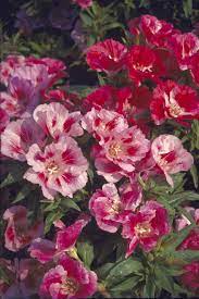 Monarch Mix Godetia grandiflora Flower Seeds for Planting – Organic, Heirloom & Non-GMO Blooms for Borders, Beds & Cottage Gardens