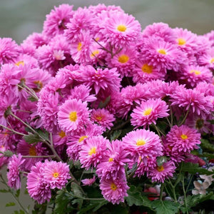 Flower Seeds, Seeds,Seeds For Planting,Plant Seeds