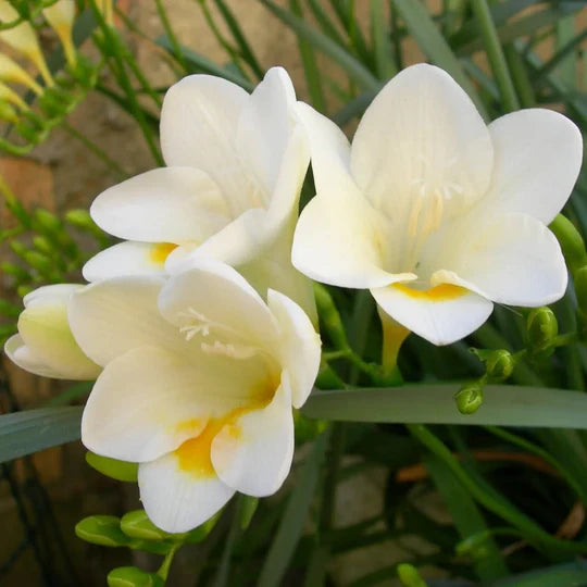 Freesia Flower Seeds for Planting – Heirloom, Non-GMO, High Germination Cut-Flower Favorite