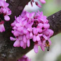 Pink Cercis Siliquastrum Flower Seeds for Planting – Heirloom, Non-GMO, Bright Blooms, Organic Garden Seeds