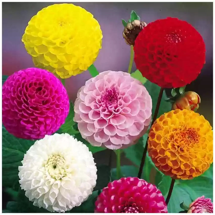 Flower Seeds, Seeds,Seeds For Planting,Plant Seeds