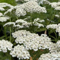 White Achillea Flower Seeds for Planting – Heirloom, Non-GMO Colorful Organic Garden Seeds
