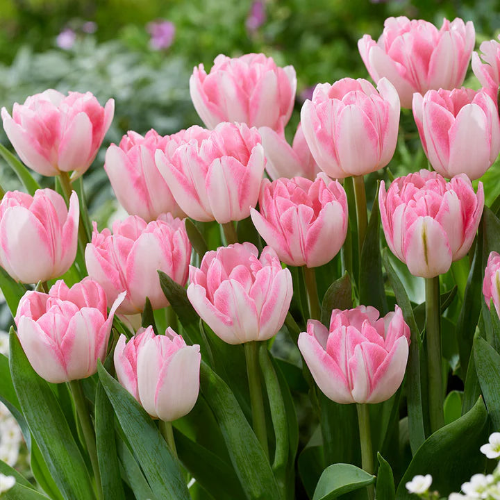 Double Tulip Flower Seeds for Planting – Heirloom, Non-GMO, High Germination Hardy Garden Seeds