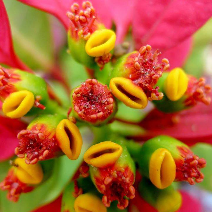 Flower Seeds, Seeds,Seeds For Planting,Plant Seeds