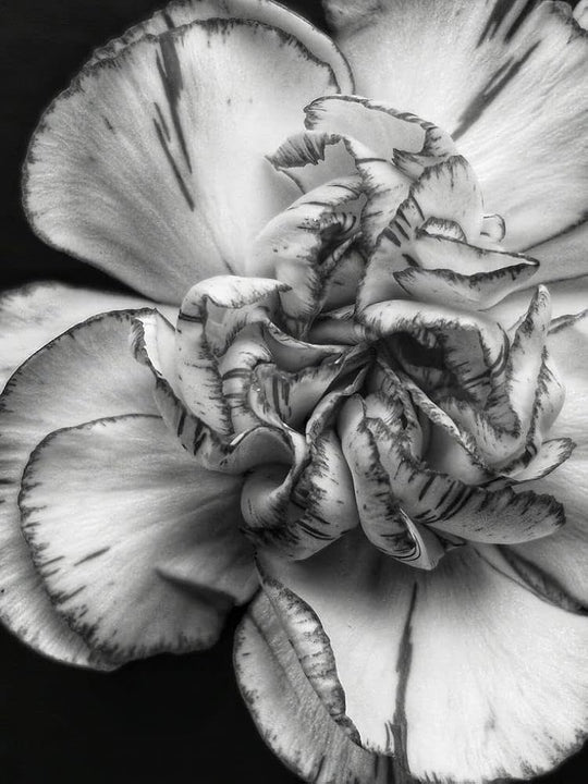 Gray Carnation Flower Seeds for Planting – Heirloom, Non-GMO, High Germination Garden Seeds