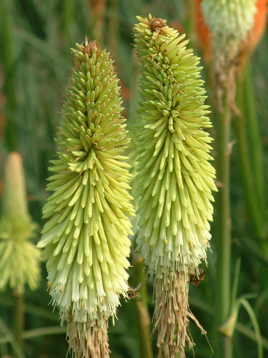 Green Kniphofia Flower Seeds for Planting – Heirloom, Non-GMO, Cottage Garden Organic Seeds