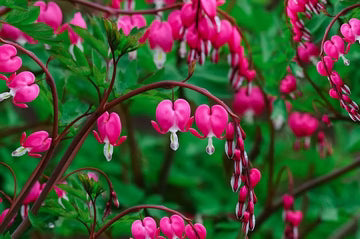 Asian Pink Bleeding Heart (Dicentra spectabilis) Seeds for Planting – Heirloom, Non-GMO Fragrant Organic Garden Seeds